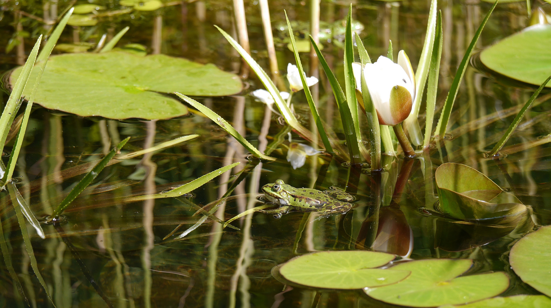 Spiegel im Seerosenteich