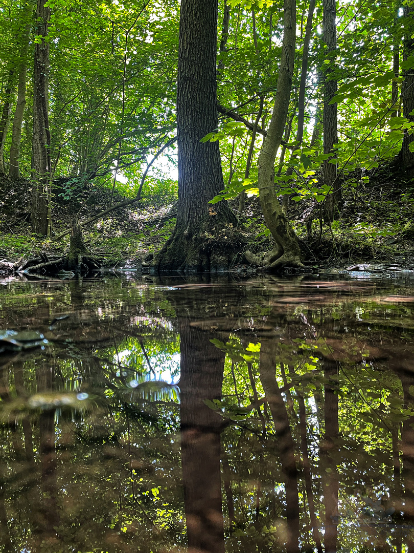 Spiegel im Wald