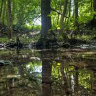 Spiegel im Wald