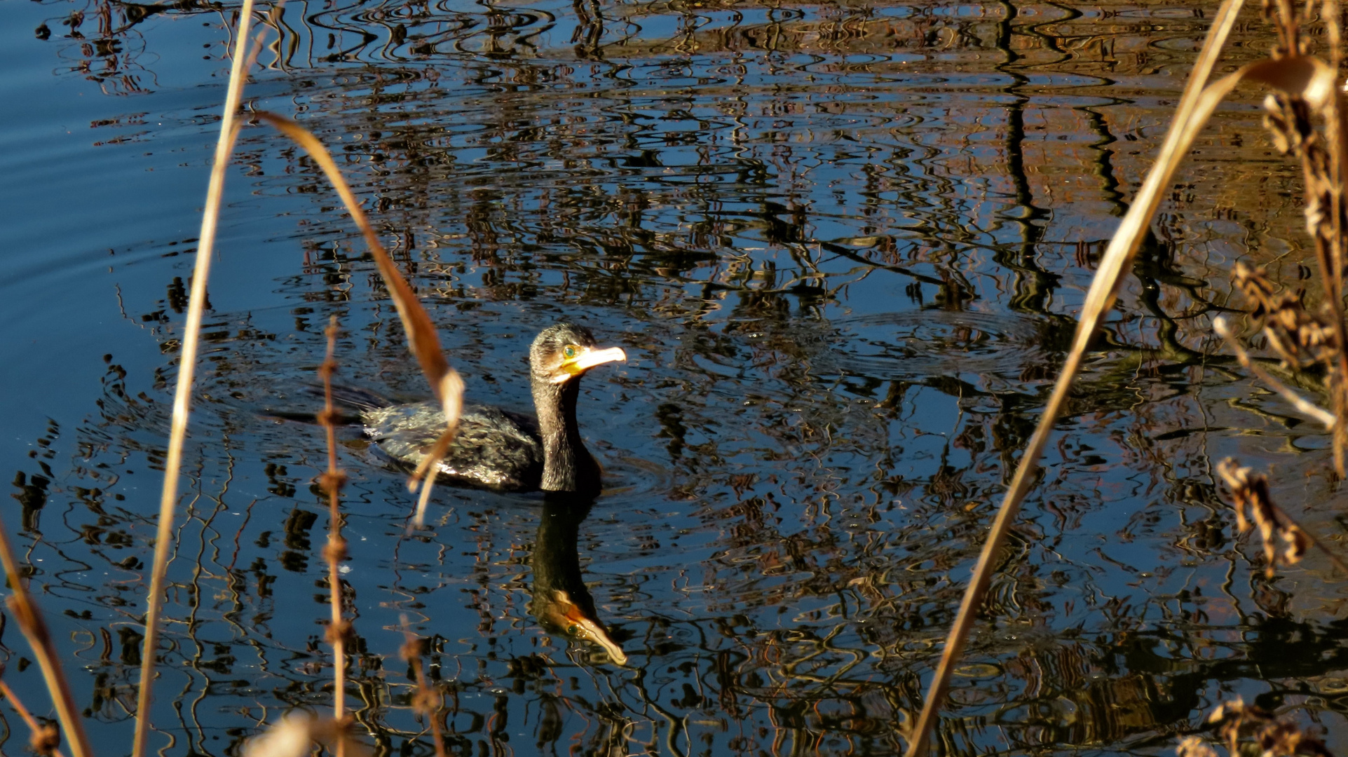 Spiegel-Kormoran