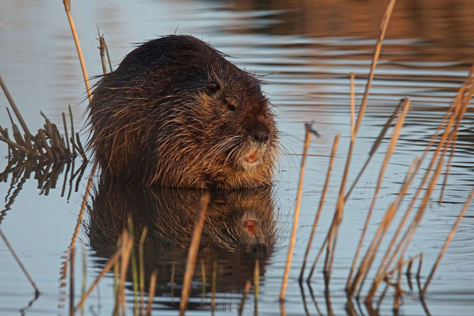 Spiegel-Nutria