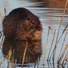 Spiegel-Nutria