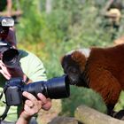 "Spiegel oder Reflex?"