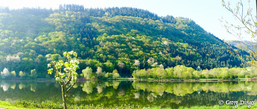 Spiegel-Panorama Mosel 20150423