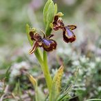 Spiegel-Ragwurz (Ophrys ciliata)