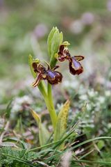 Spiegel-Ragwurz (Ophrys ciliata)