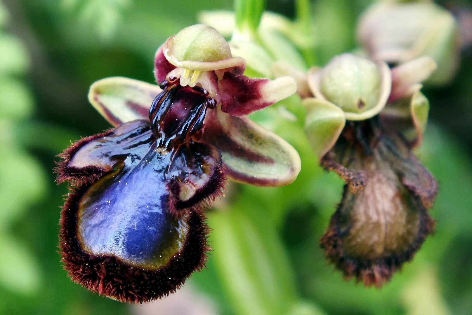 Spiegel-Ragwurz (Ophrys speculum)