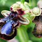 Spiegel-Ragwurz (Ophrys speculum)