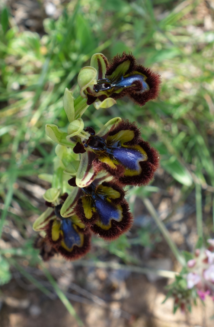 Spiegel-Ragwurz, Ophrys speculum ( Mallorca )