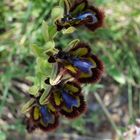 Spiegel-Ragwurz, Ophrys speculum ( Mallorca )