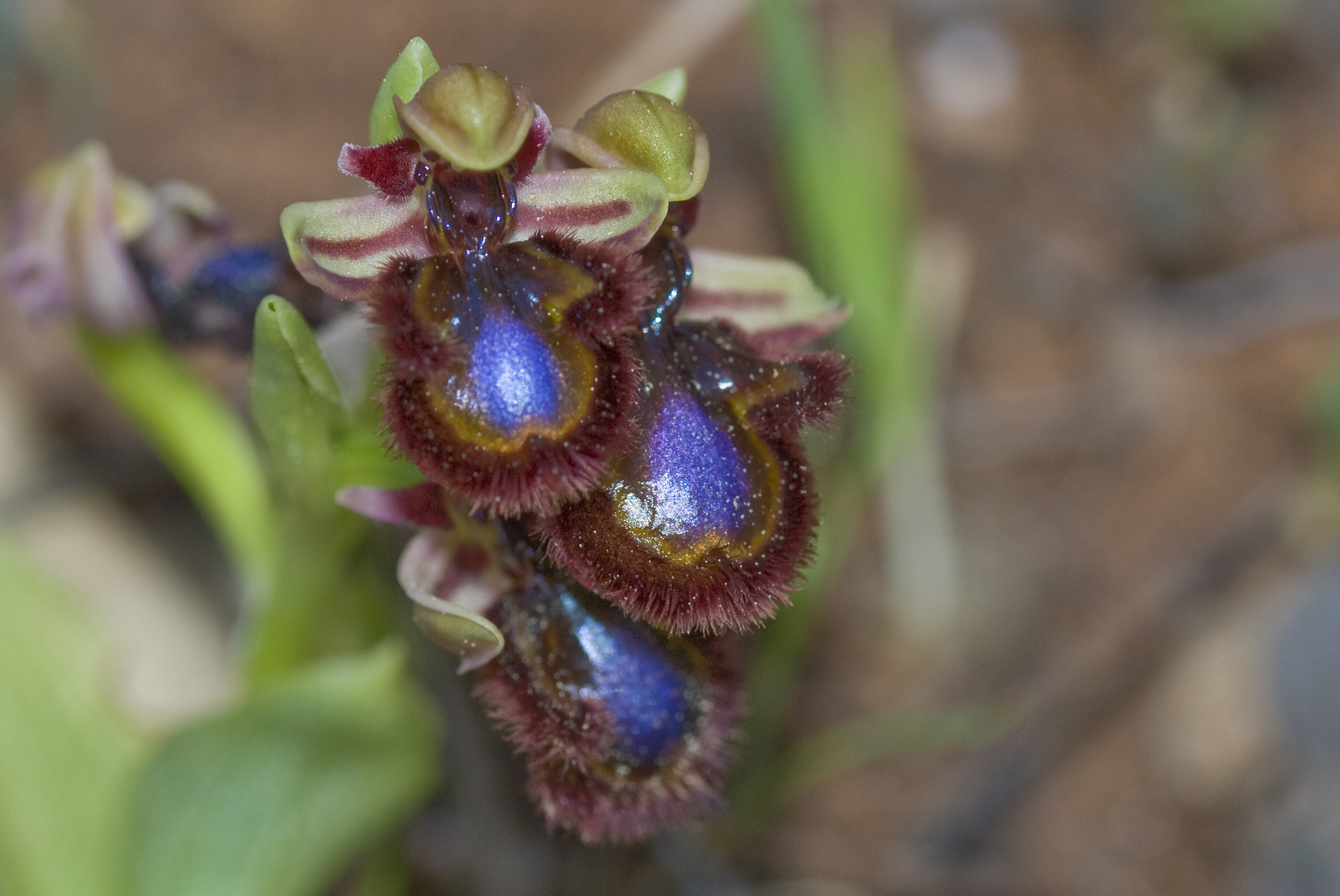 Spiegel-Ragwurz (Ophrys vernixia ssp. orientalis)