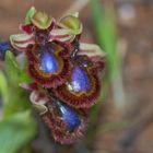 Spiegel-Ragwurz (Ophrys vernixia ssp. orientalis)