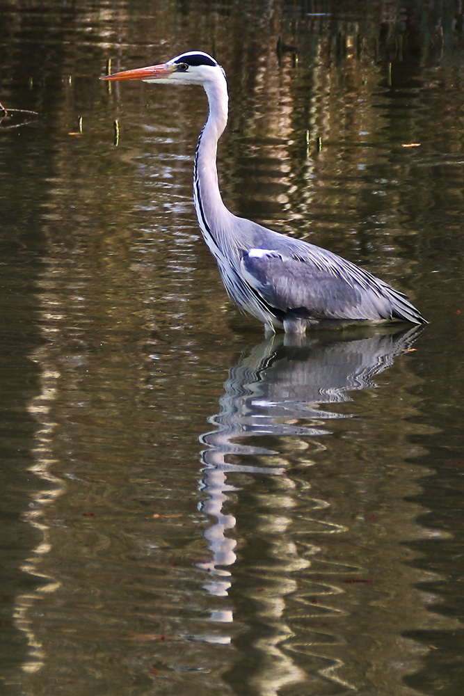 "Spiegel-Reiher"