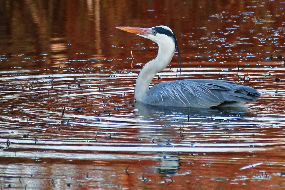 "Spiegel-Reiher" mit Wasserkreisen