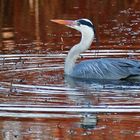 "Spiegel-Reiher" mit Wasserkreisen