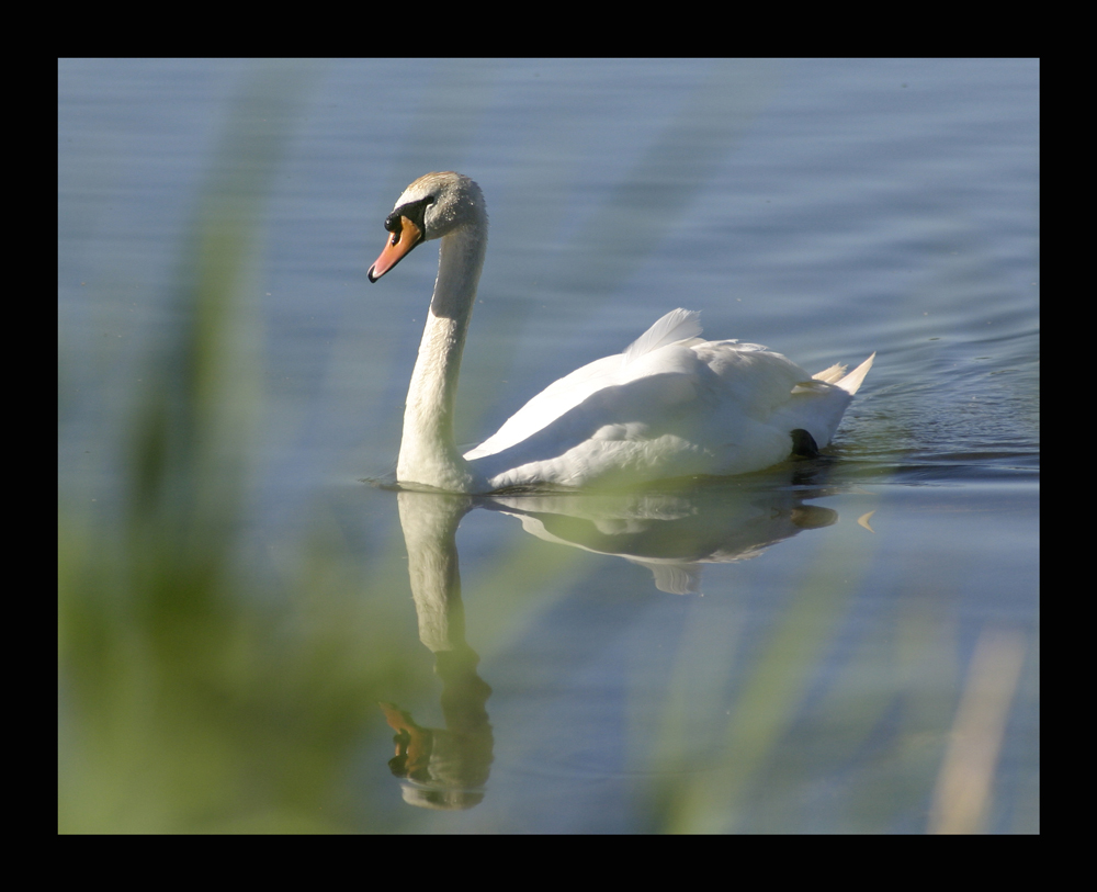 Spiegel-Schwan