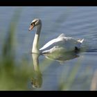 Spiegel-Schwan