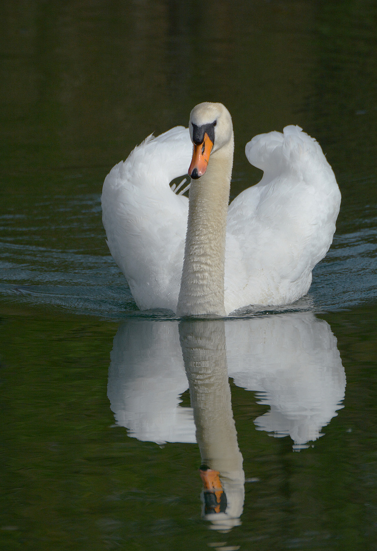 Spiegel-Schwan