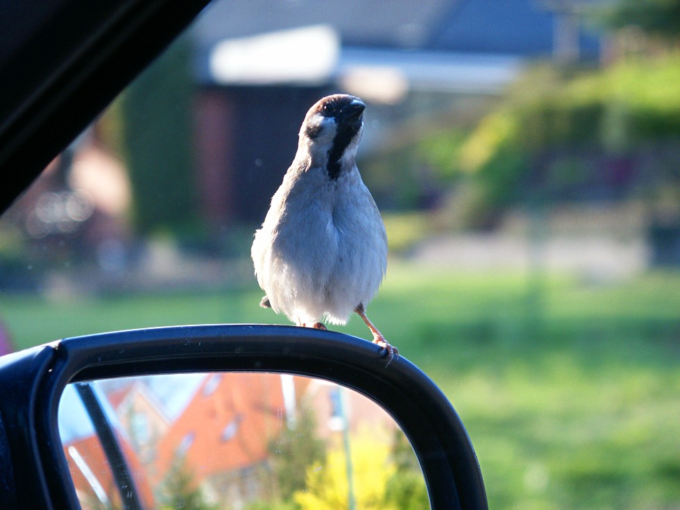 Spiegel-Spatz