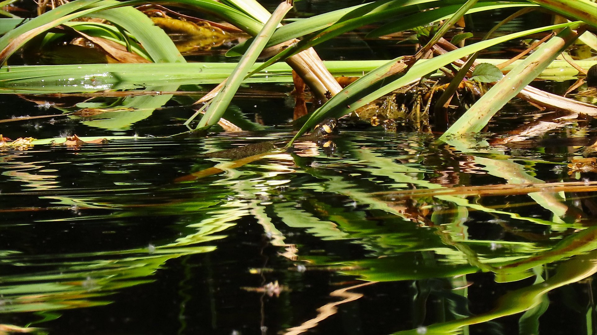 Spiegel-Teich mit Ringelnatter