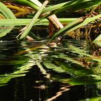 Spiegel-Teich mit Ringelnatter