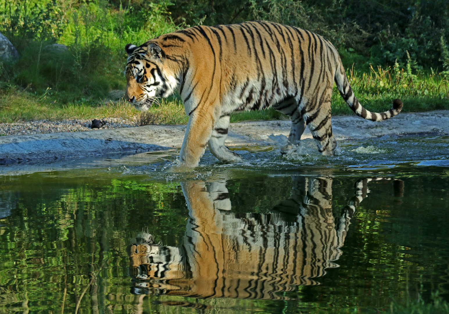 Spiegel-Tiger