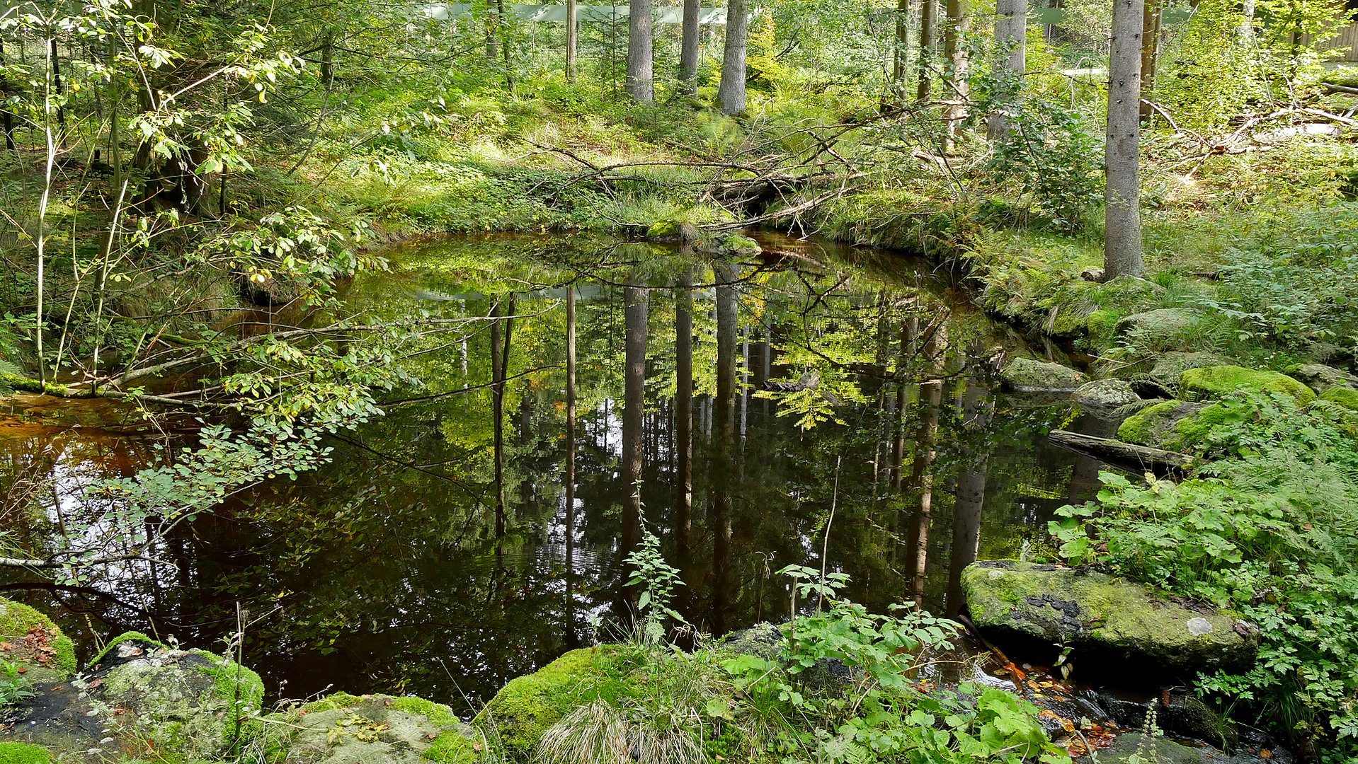 Spiegel-Wald