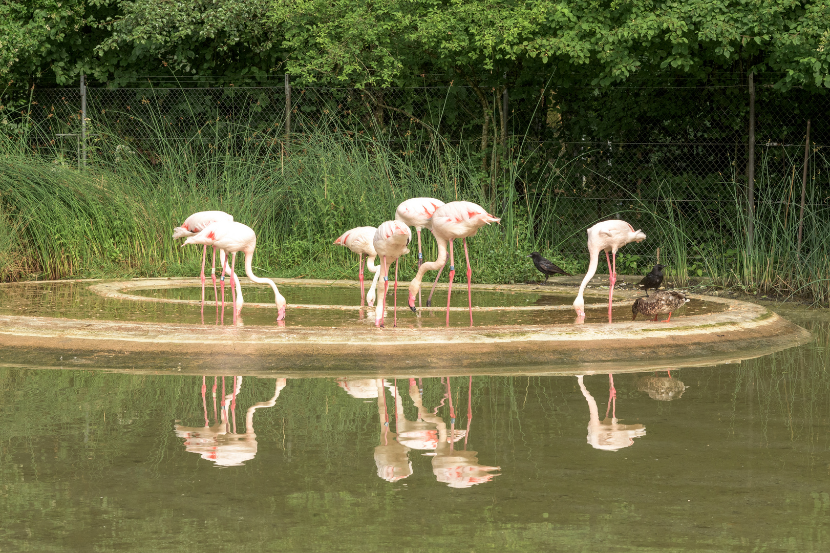 Spiegelbad im Tierpark Dählhölzli Bern