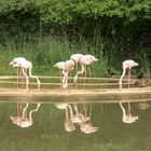 Spiegelbad im Tierpark Dählhölzli Bern