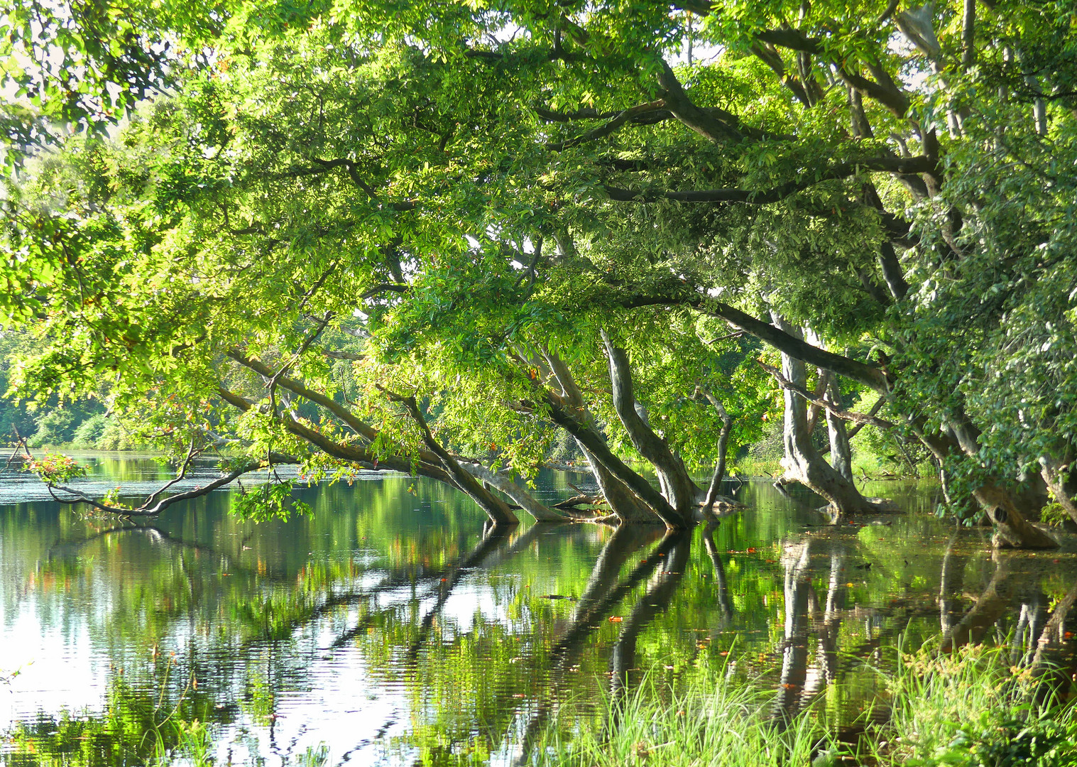 Spiegelbäume