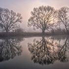 Spiegelbäume im Nebel