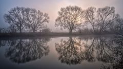 Spiegelbäume im Nebel