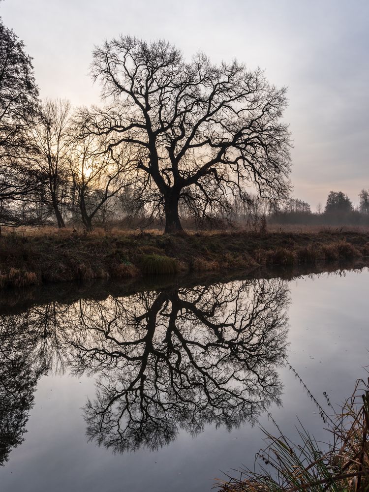 Spiegelbaum