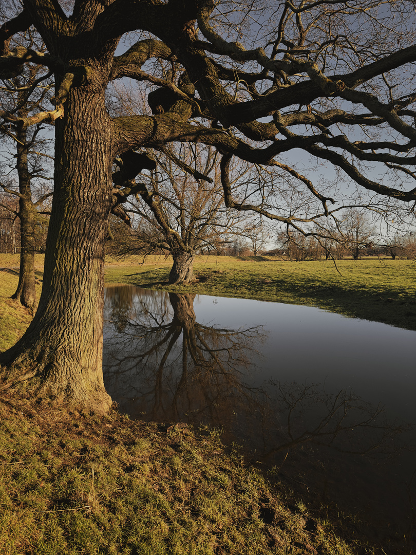 Spiegelbaum