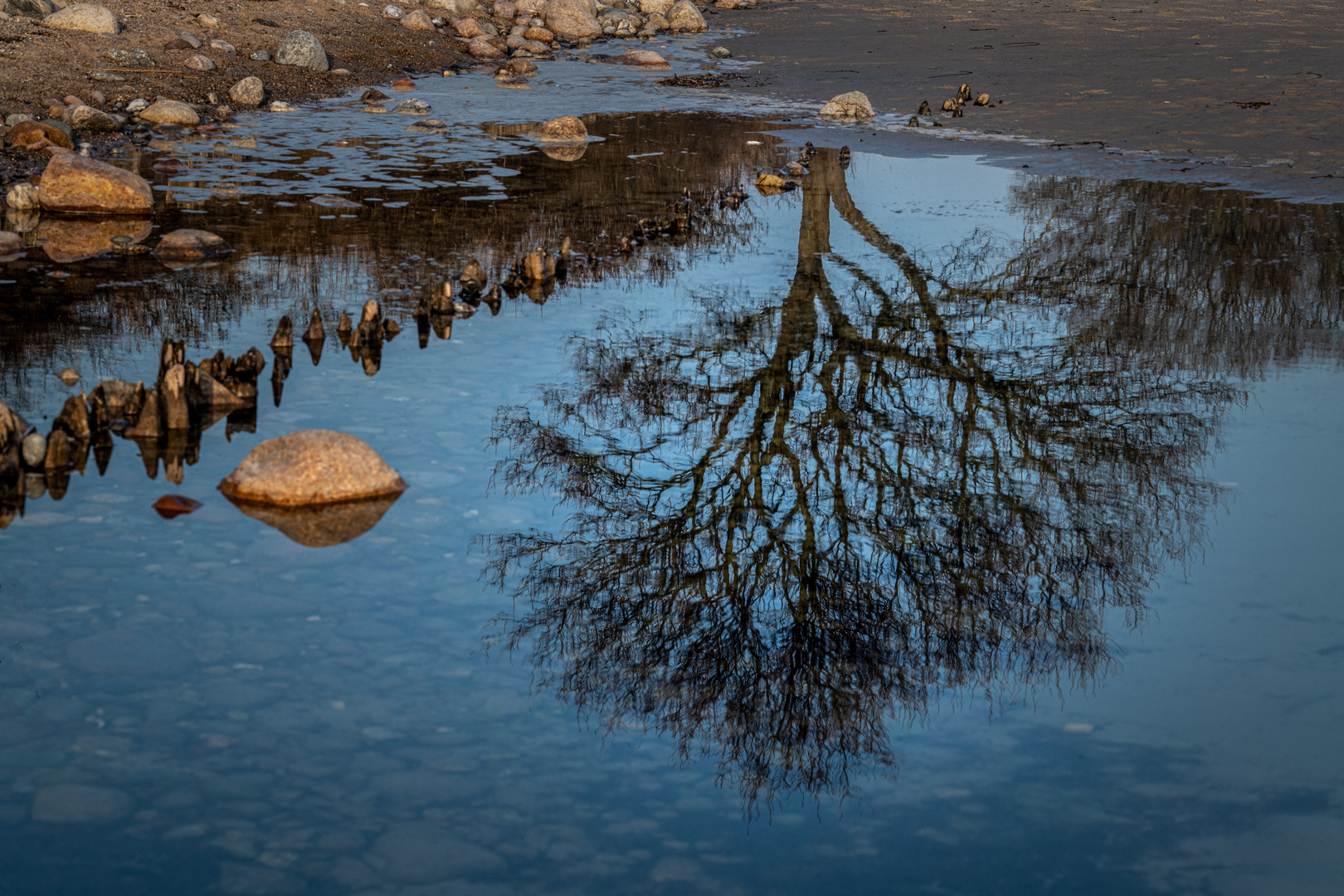 Spiegelbaum