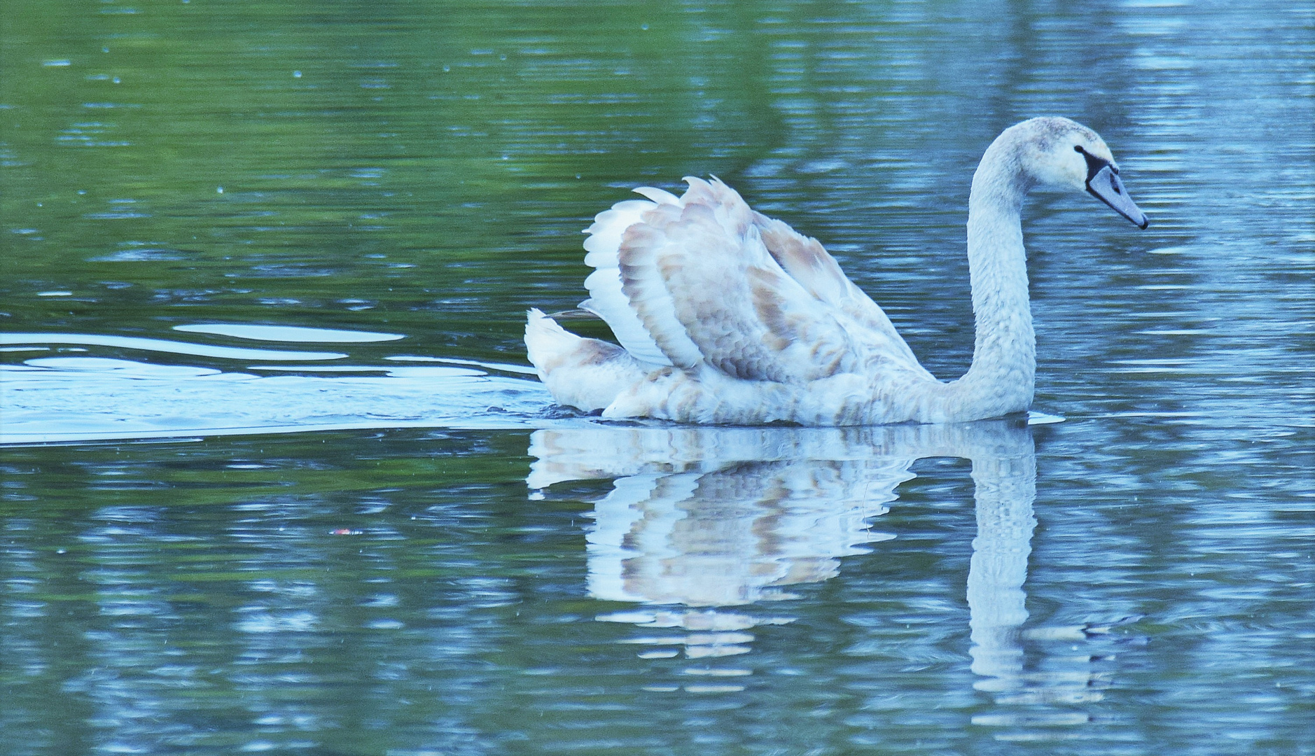 Spiegelbeitrag