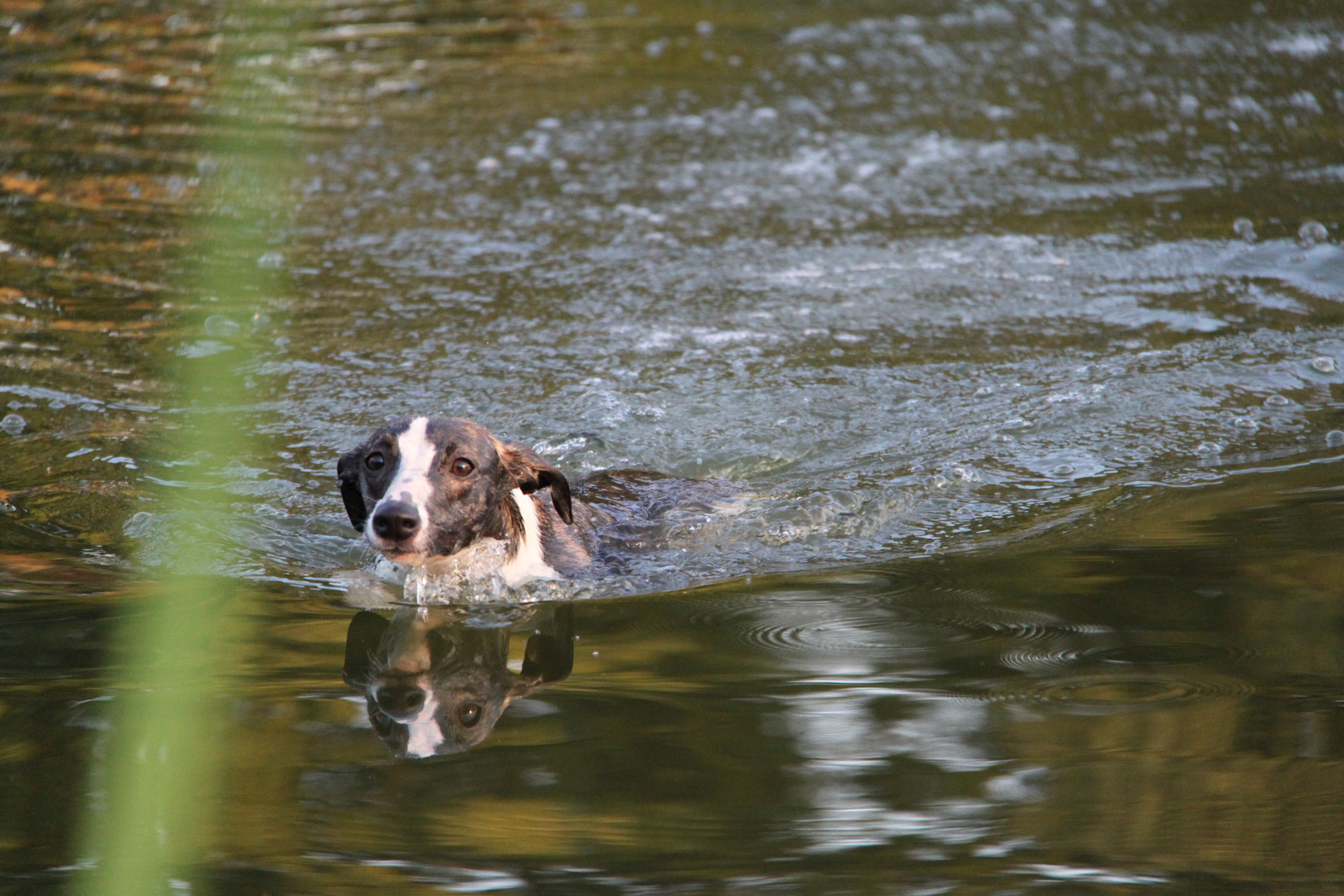 Spiegelbild