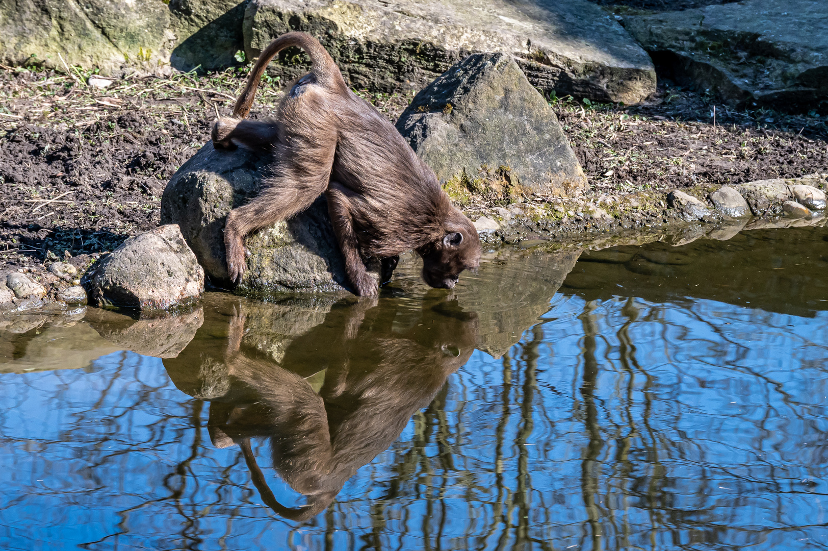 Spiegelbild