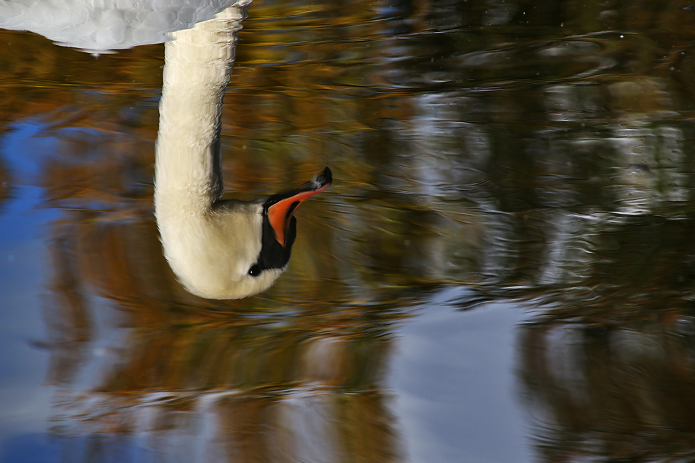 Spiegelbild