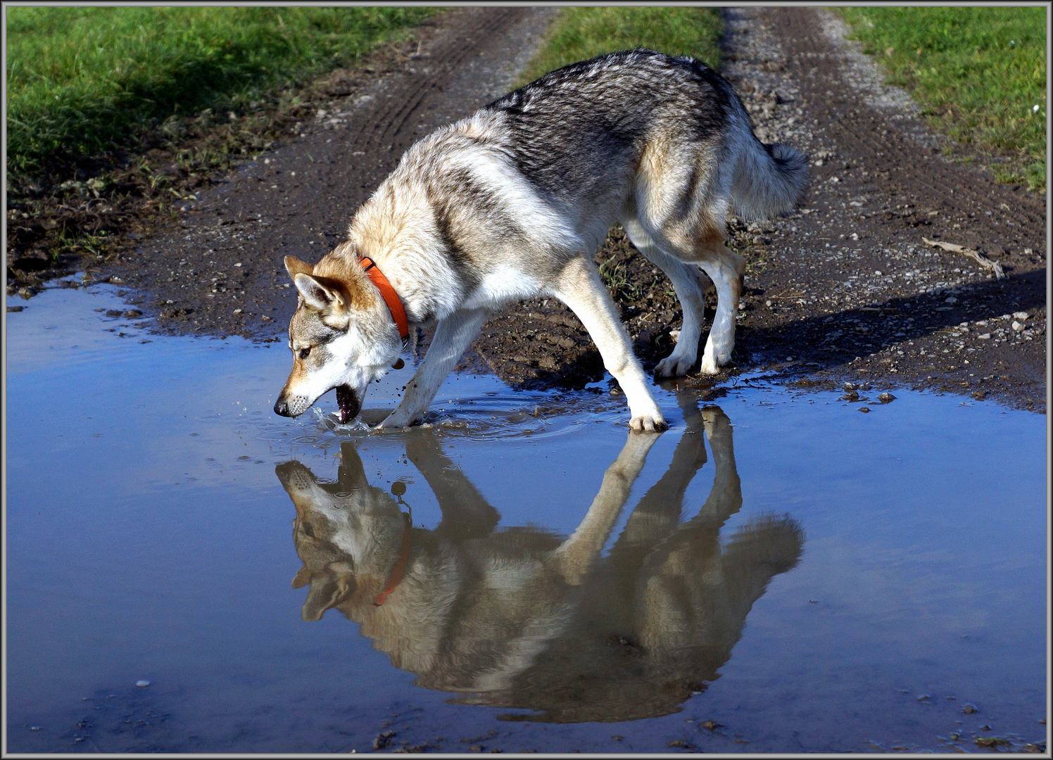 Spiegelbild.