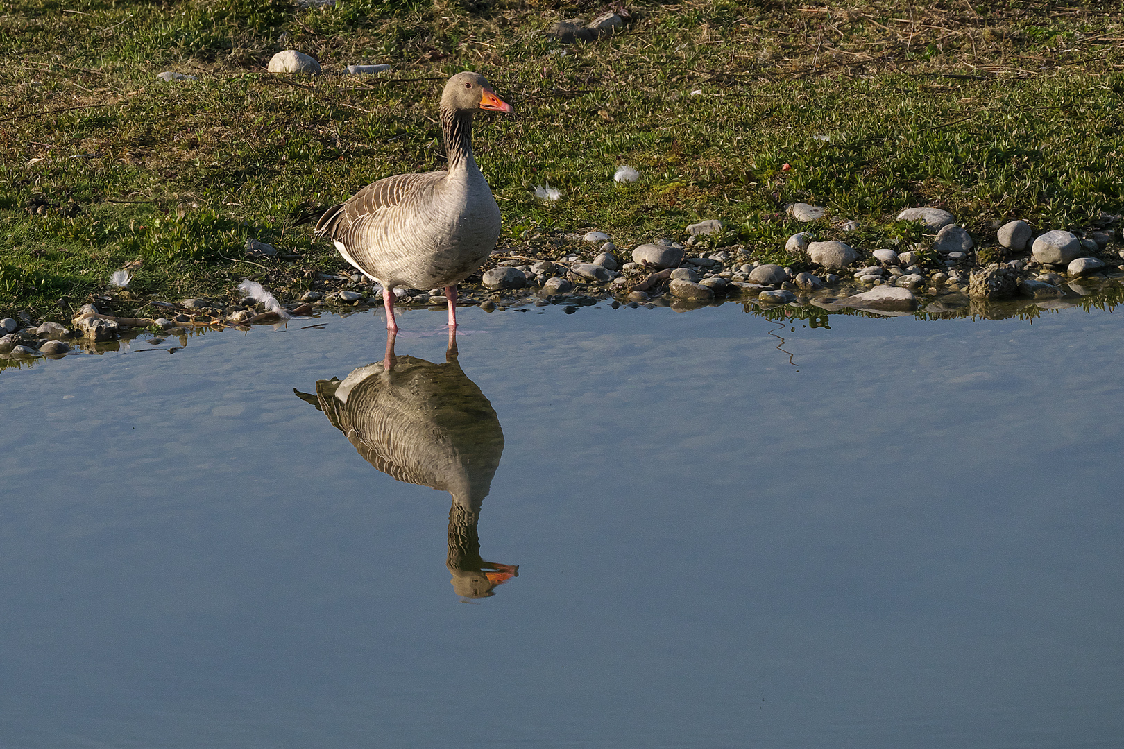 Spiegelbild