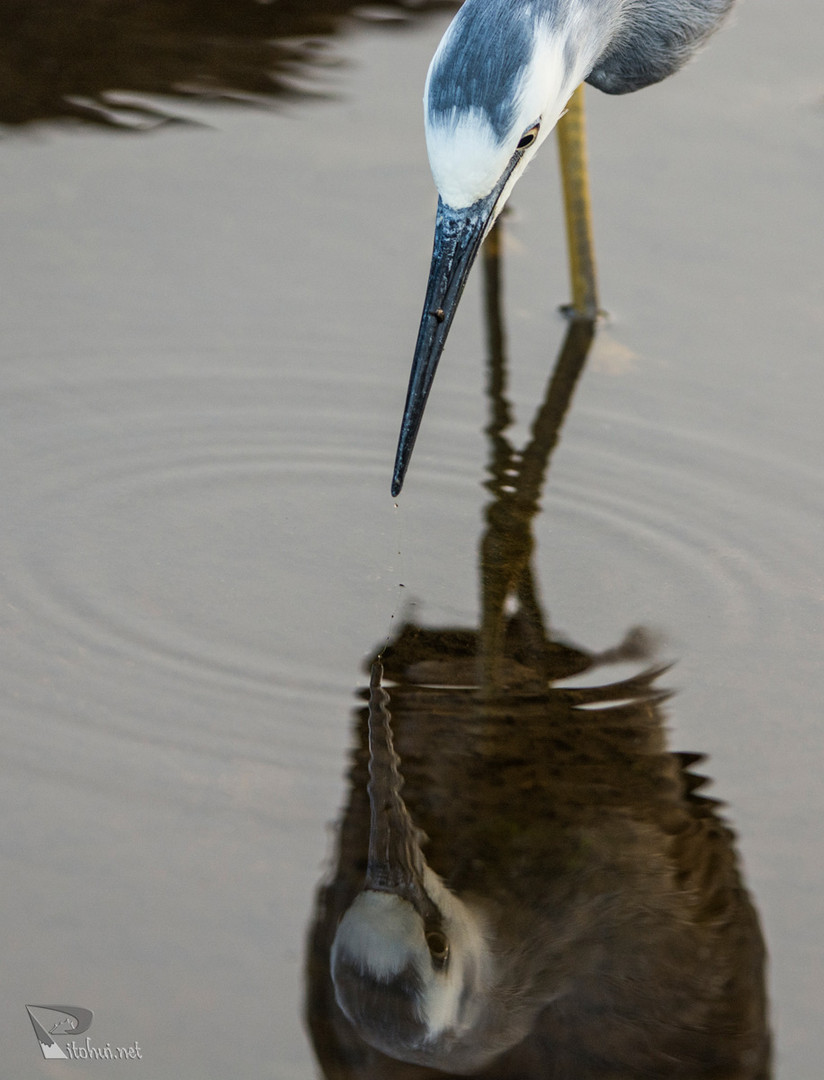 Spiegelbild