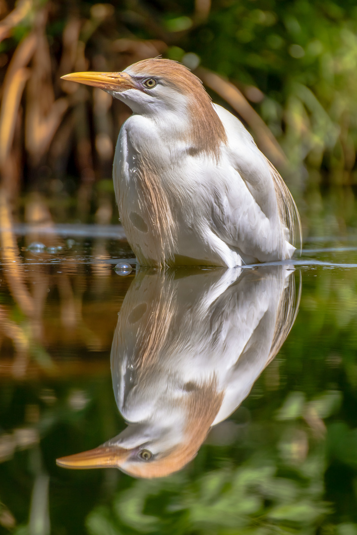 Spiegelbild 