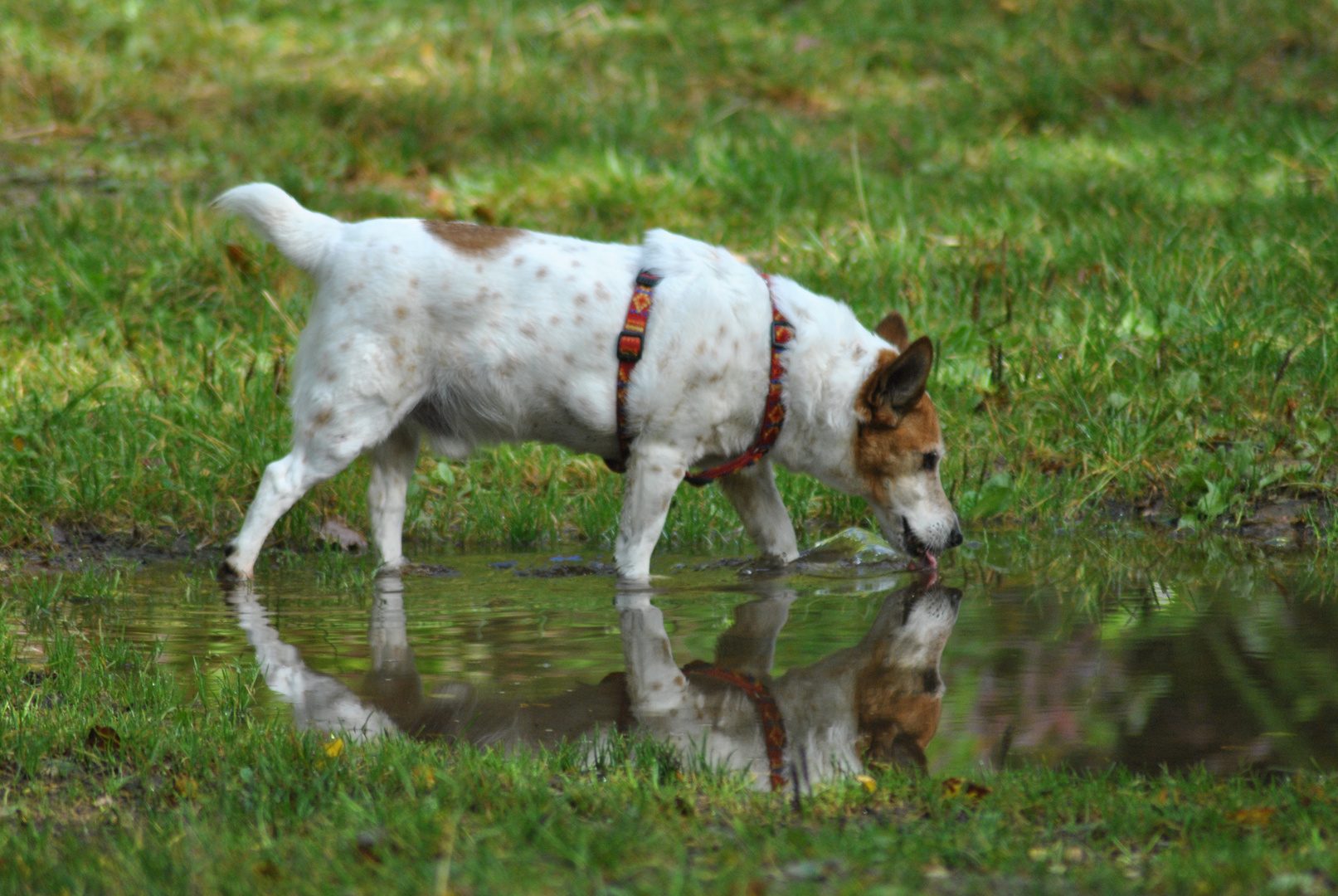 Spiegelbild