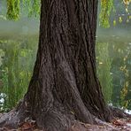  Spiegelbild am Neckar