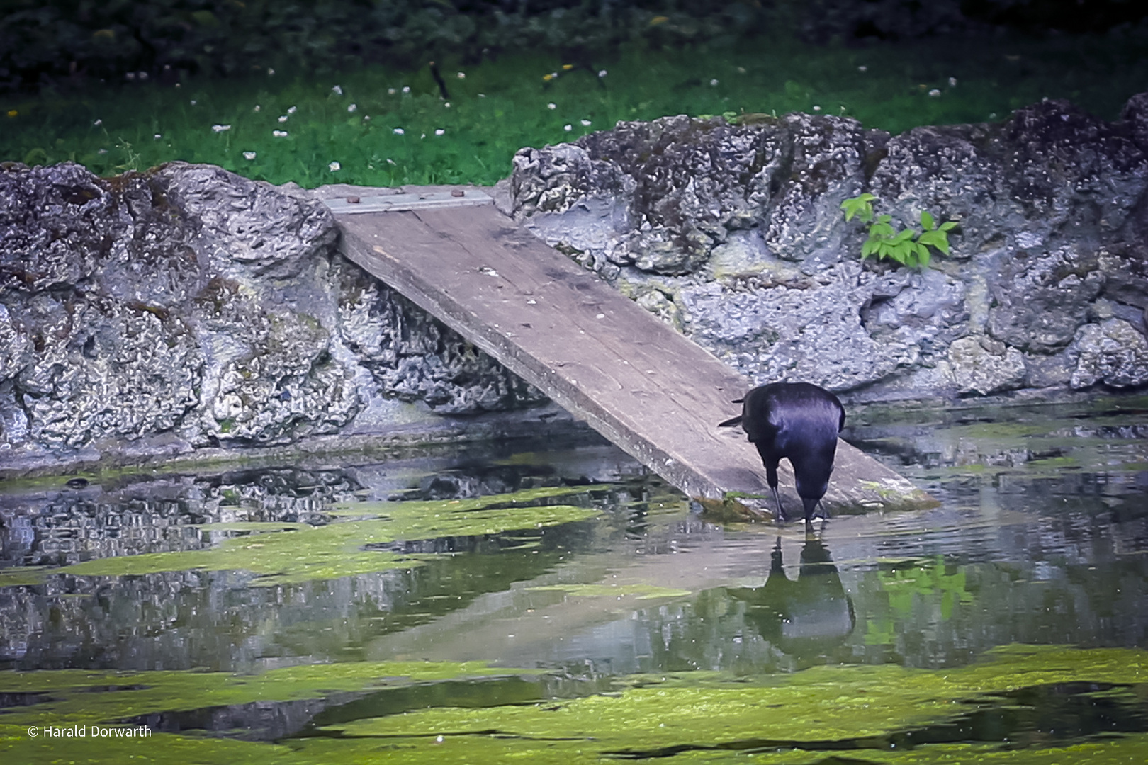 Spiegelbild am Schlossgarten-Bassin