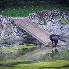 Spiegelbild am Schlossgarten-Bassin