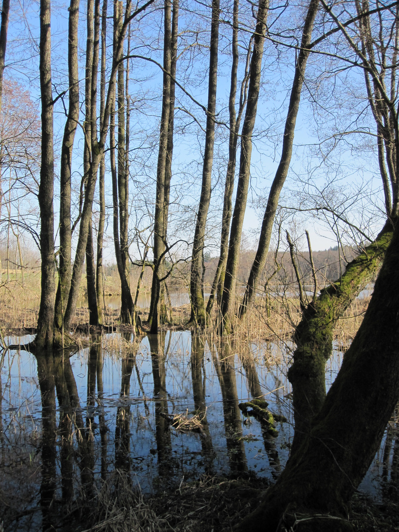 Spiegelbild am Weiher