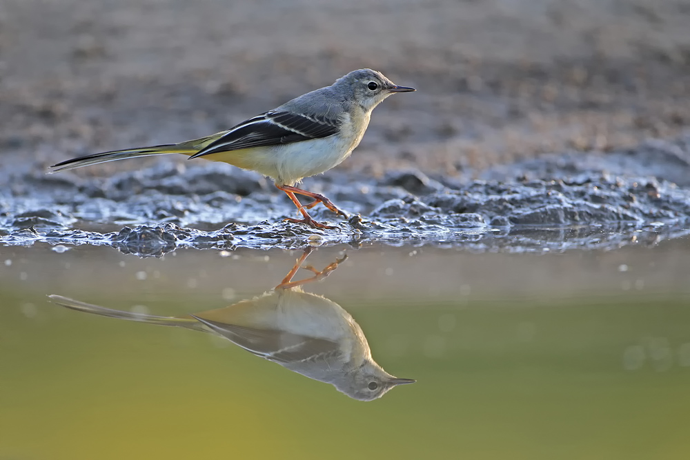 Spiegelbild an der Pfütze