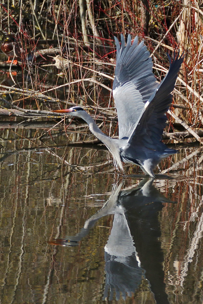 Spiegelbild beim Abflug des Graureihers